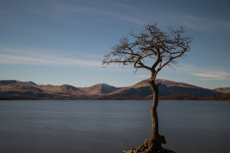 loch-tree-d-0167.jpg