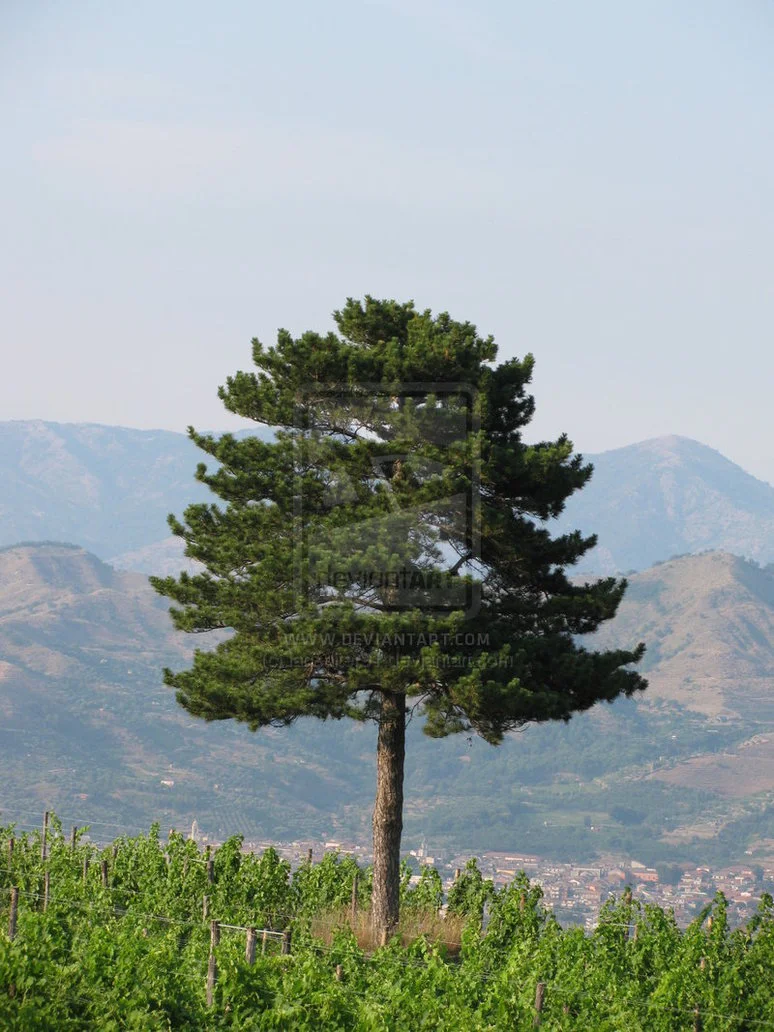 Lone_Tree_by_iansalter91.webp