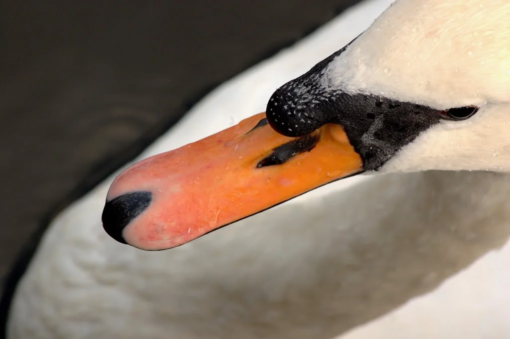 LonelySwan.webp