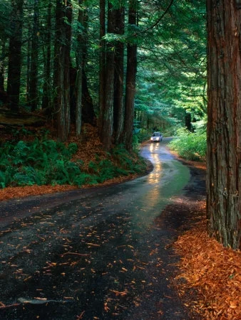 lpi13869_1~Car-Driving-Down-Road-Between-Trees-Humboldt-Redwoods-State-Park-USA-Posters.webp