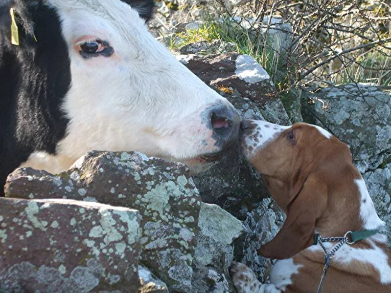LucieBassetnuzzlingcow950.webp