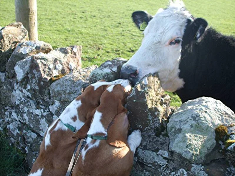 LucieLottieBassetHoundsandcow950.webp