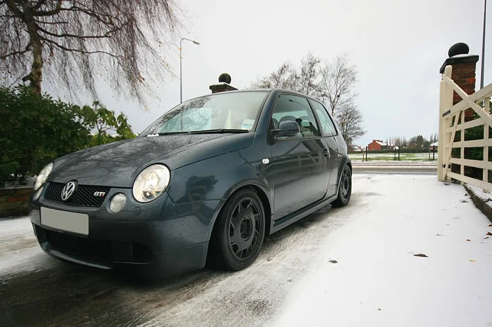 lupo2.webp