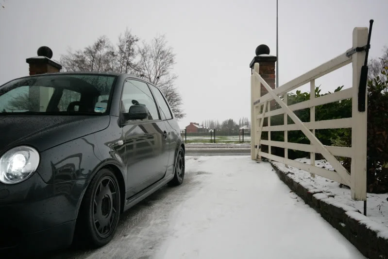 lupo5.webp