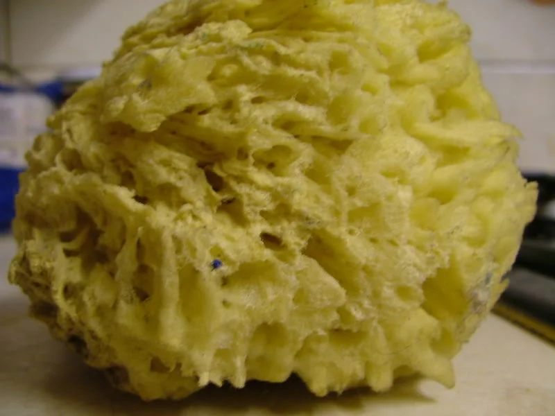 macroshots001.webp