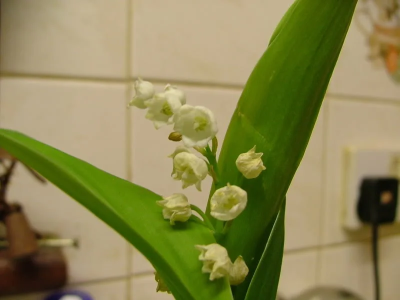 macroshots002.webp