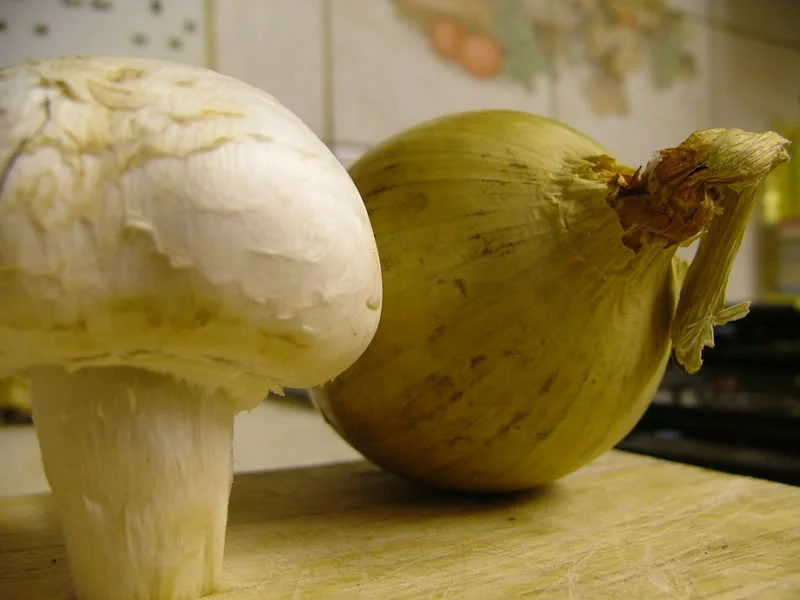 macroshots003.webp