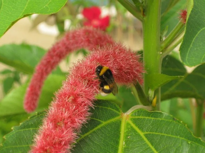 MadeiraBee.webp
