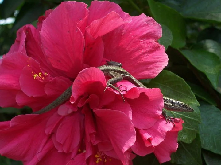 MadeiraLizard.webp