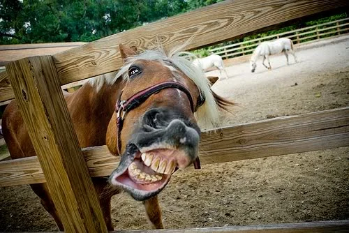 madhorse.webp