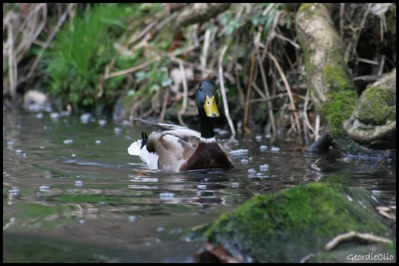 Mallard.webp