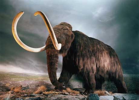 mammoth460.jpg