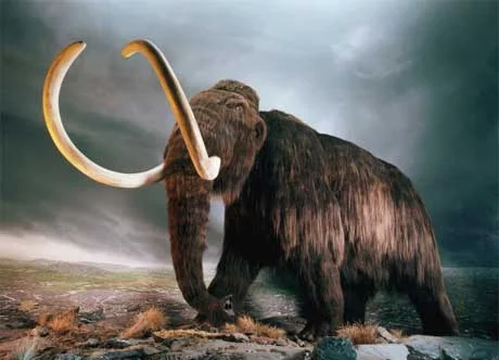 mammoth460.webp