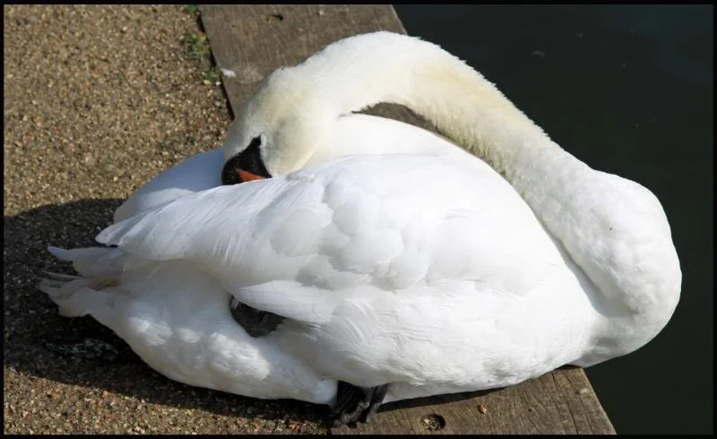 marlowswan0.webp