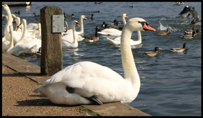 marlowswan1.webp