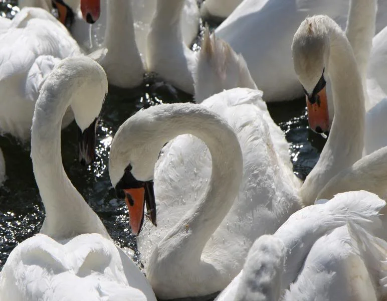 marlowswan2.webp