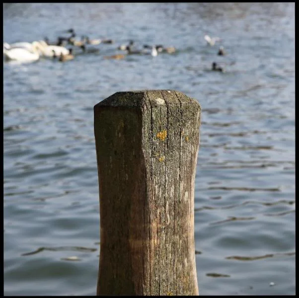 marlowswan21.webp