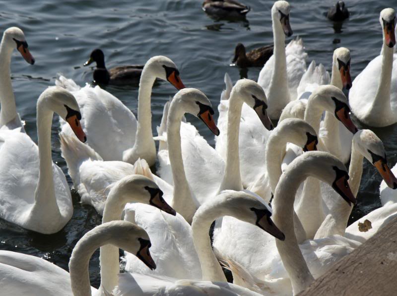 marlowswan3.jpg marlowswan3.jpg