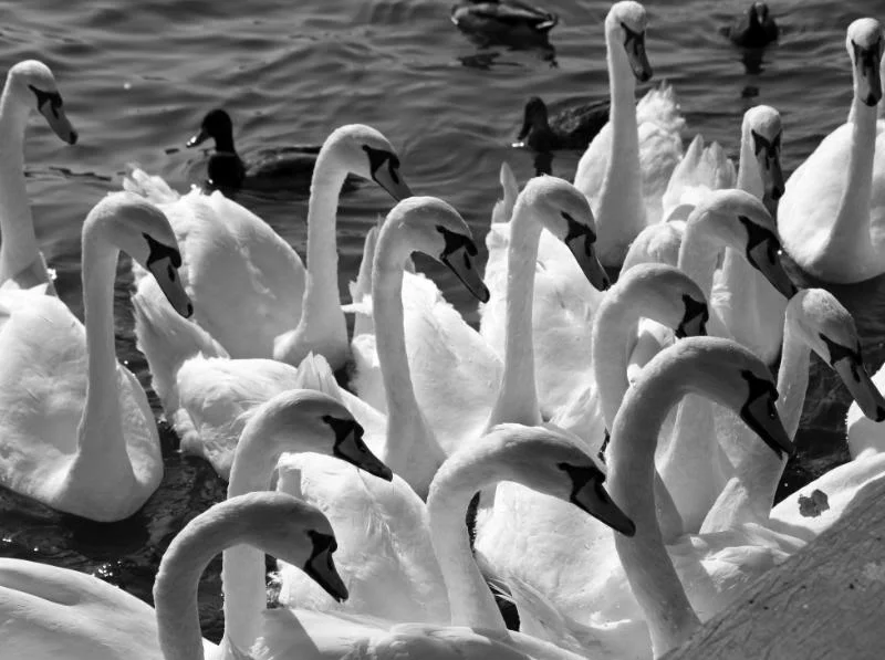 marlowswan3bw.webp