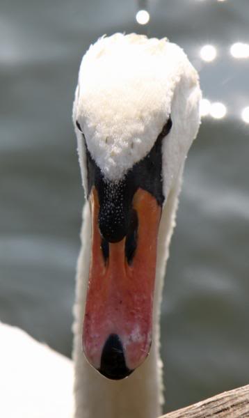marlowswan4.jpg marlowswan4.jpg