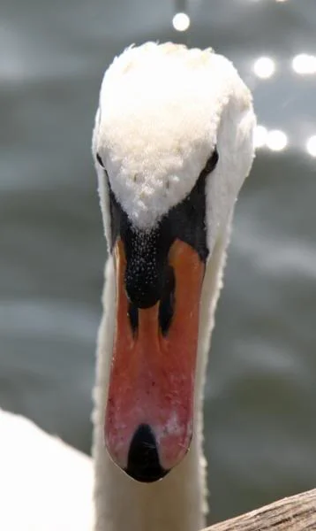 marlowswan4.webp