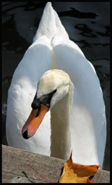 marlowswan5.webp