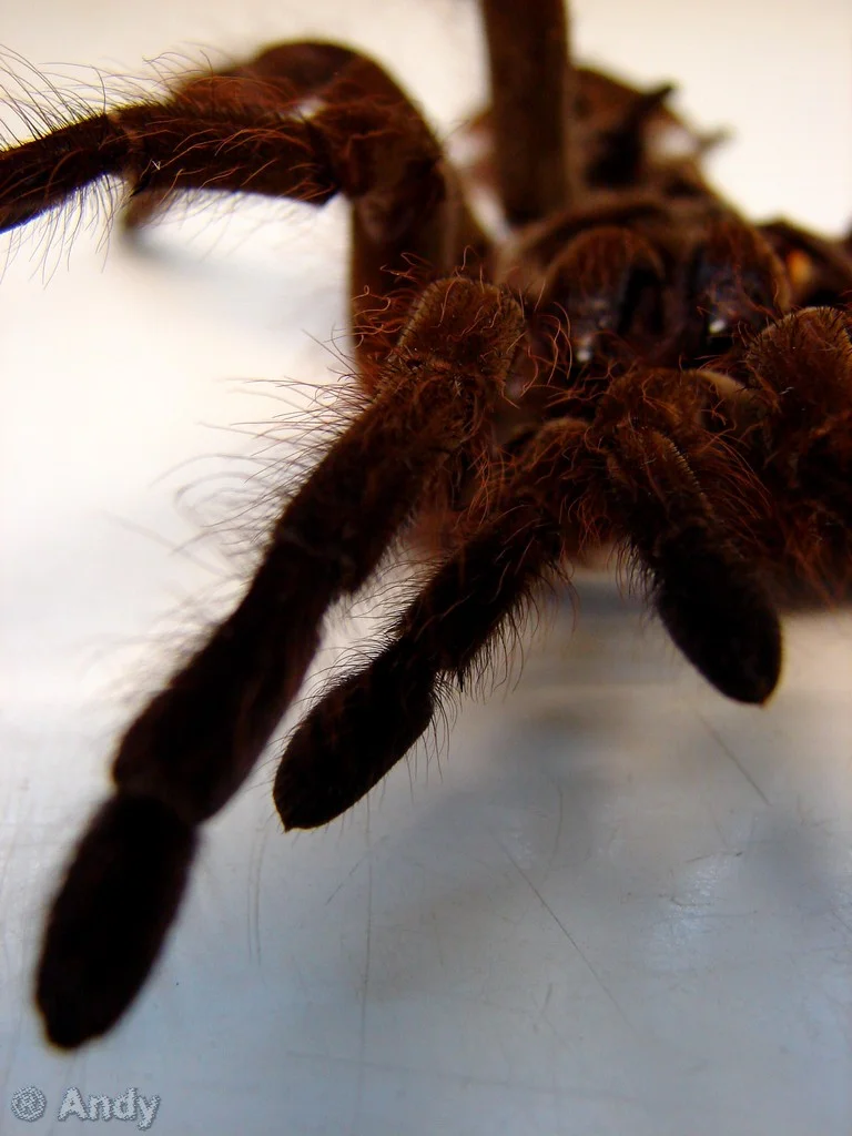 Marwell-II-8.webp