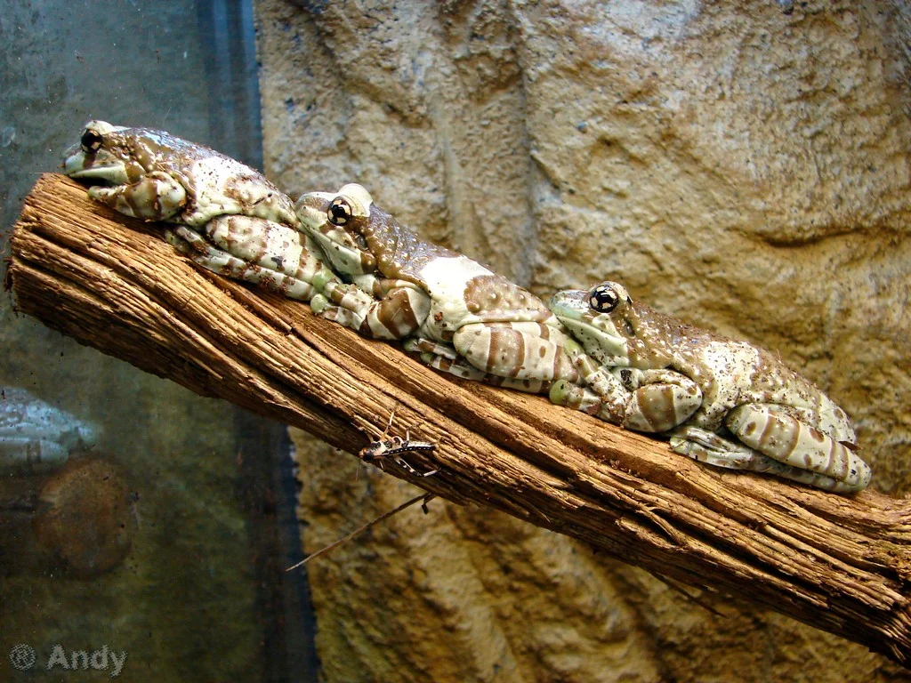 Marwell-II-9.webp