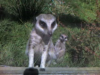 Meercats.webp