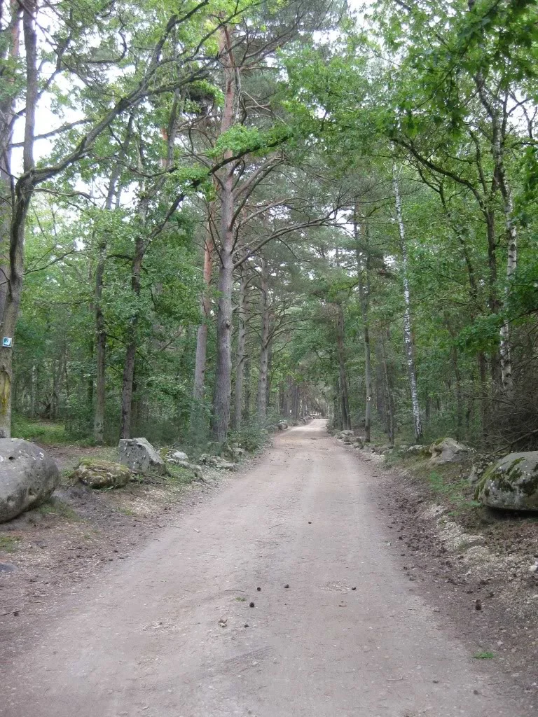 millyforest.webp