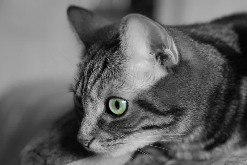 MistyEye.webp