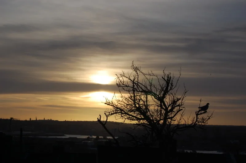 MorningSun-Orig.webp