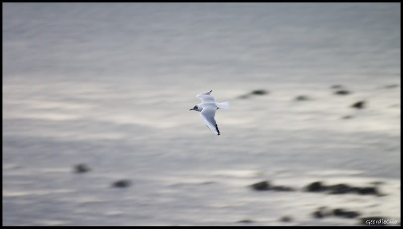 Motionbird-1.jpg