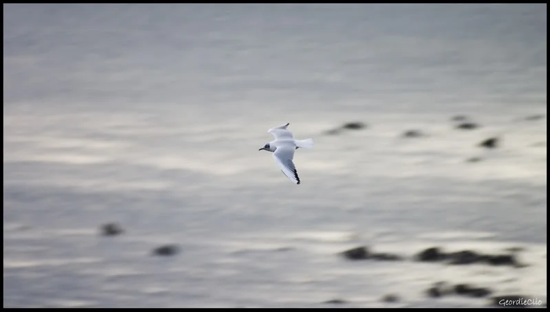Motionbird-1.webp