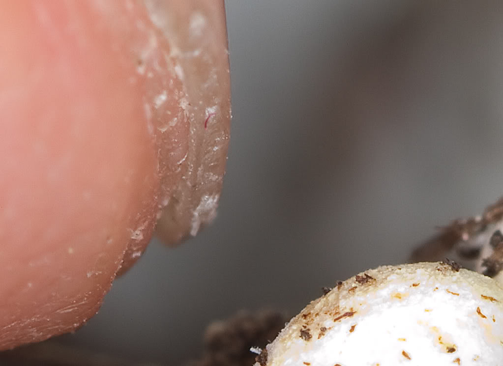 mushroom2.jpg