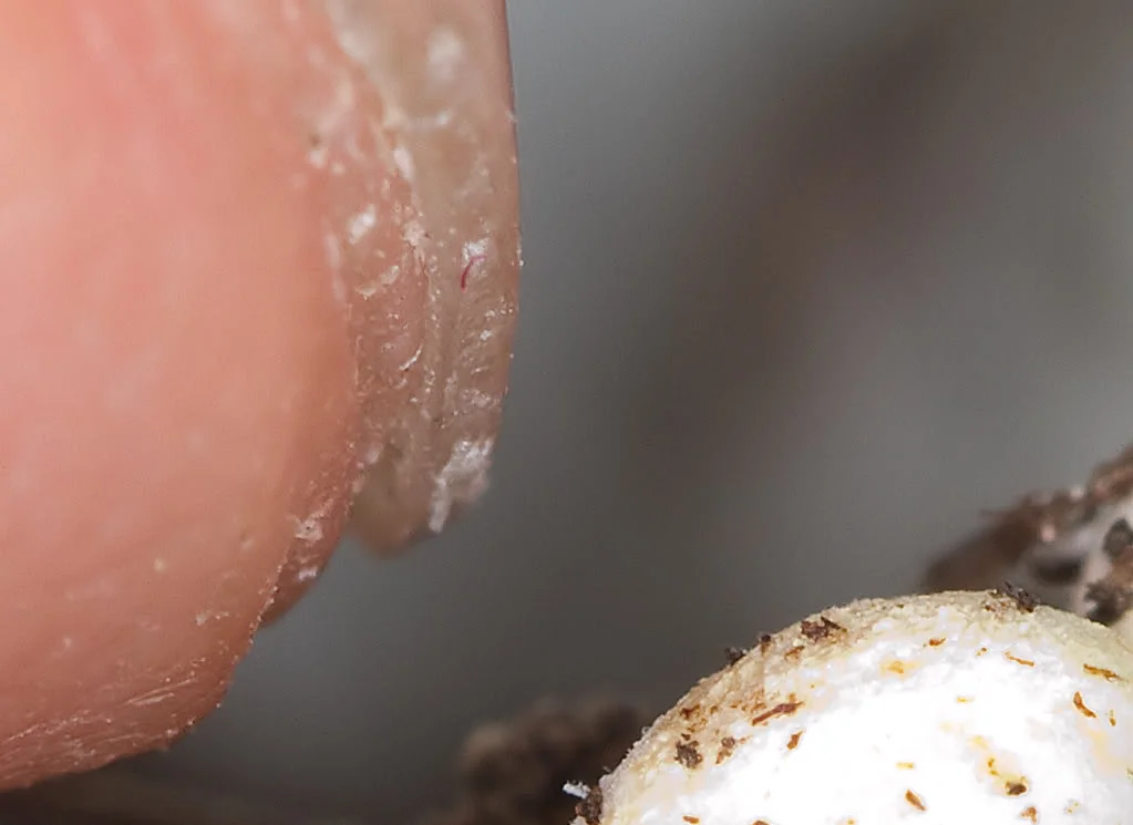 mushroom2.webp