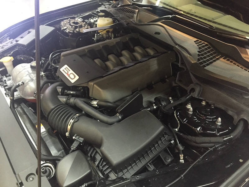 Mustang%2009.jpg