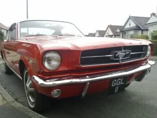 mustang4.webp