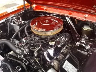 mustang5.webp