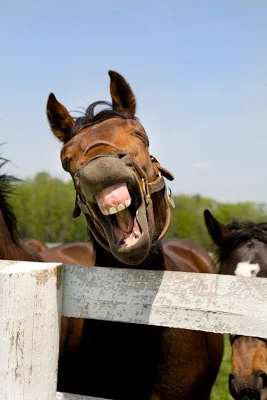 My+Laughing+Horse.webp