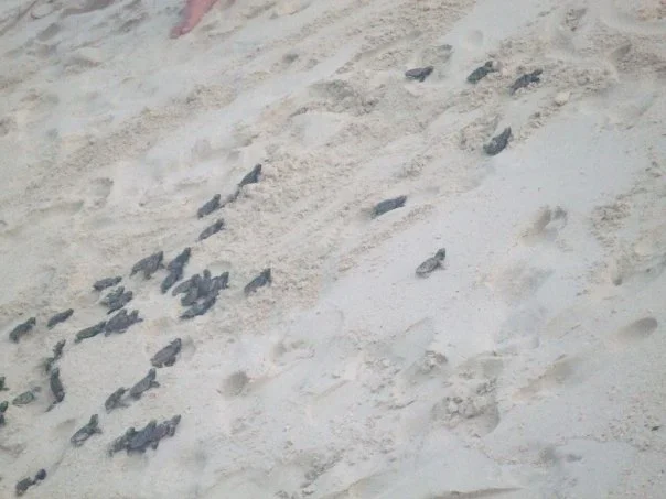 n814758081_1301949_3887.webp