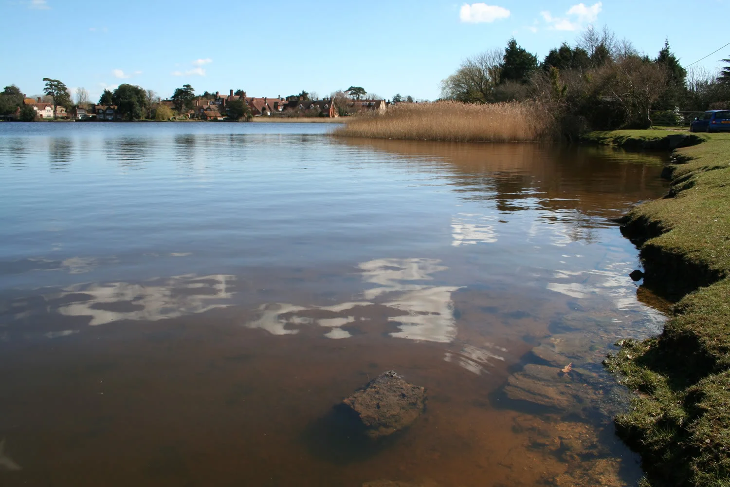 newforest1.webp
