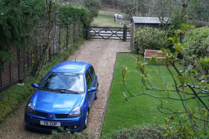 newforest2.webp