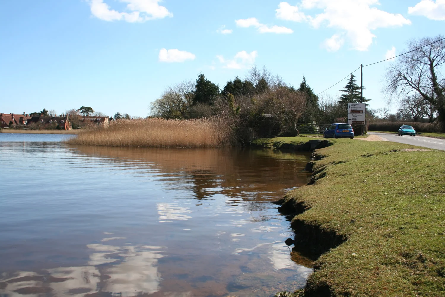 newforest5.webp