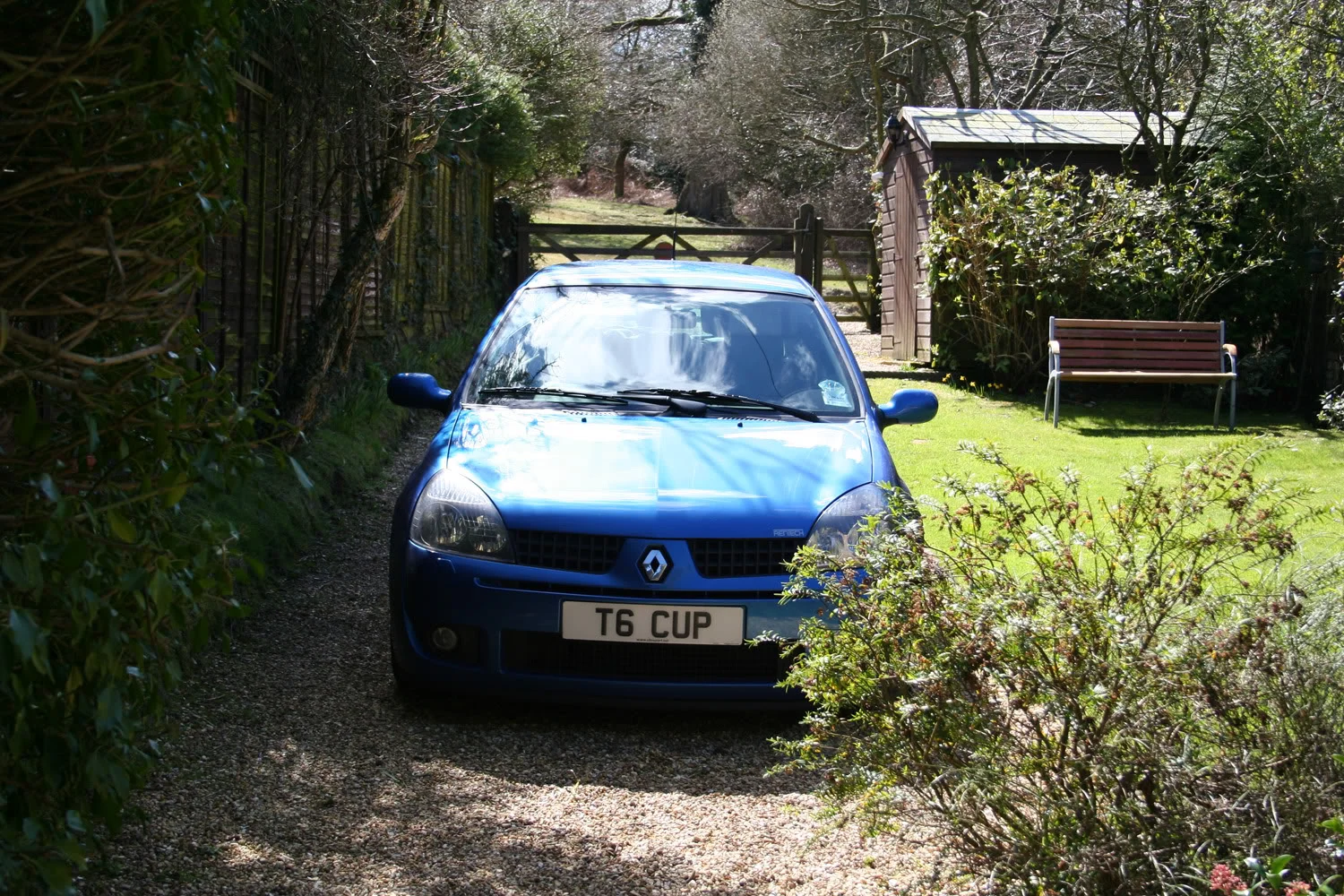 newforest6.webp