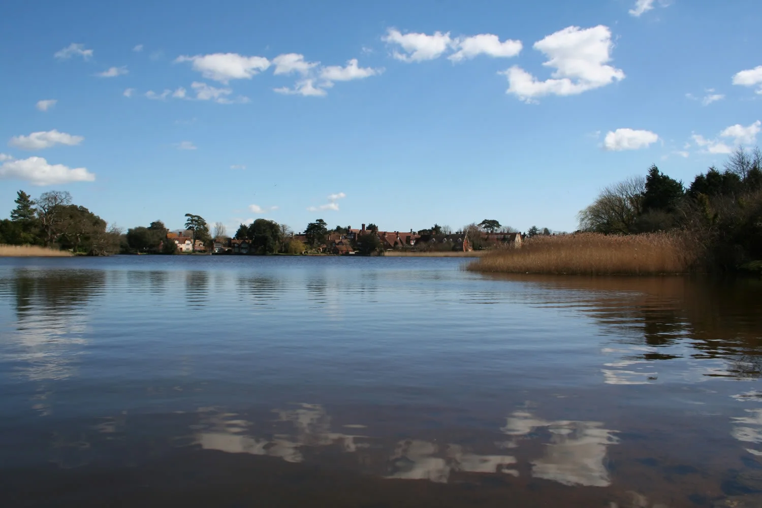 newforest7.webp