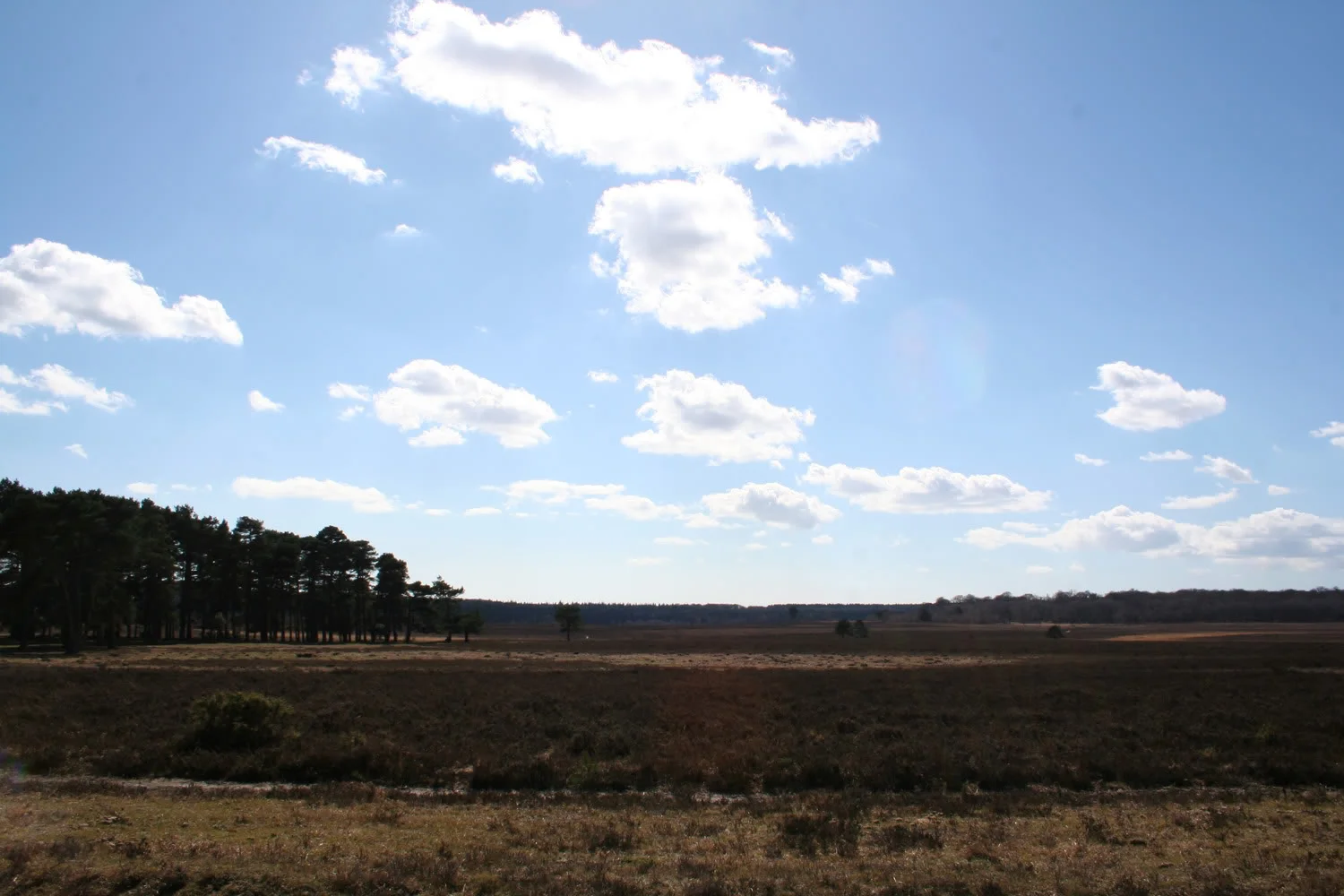 newforest8.webp