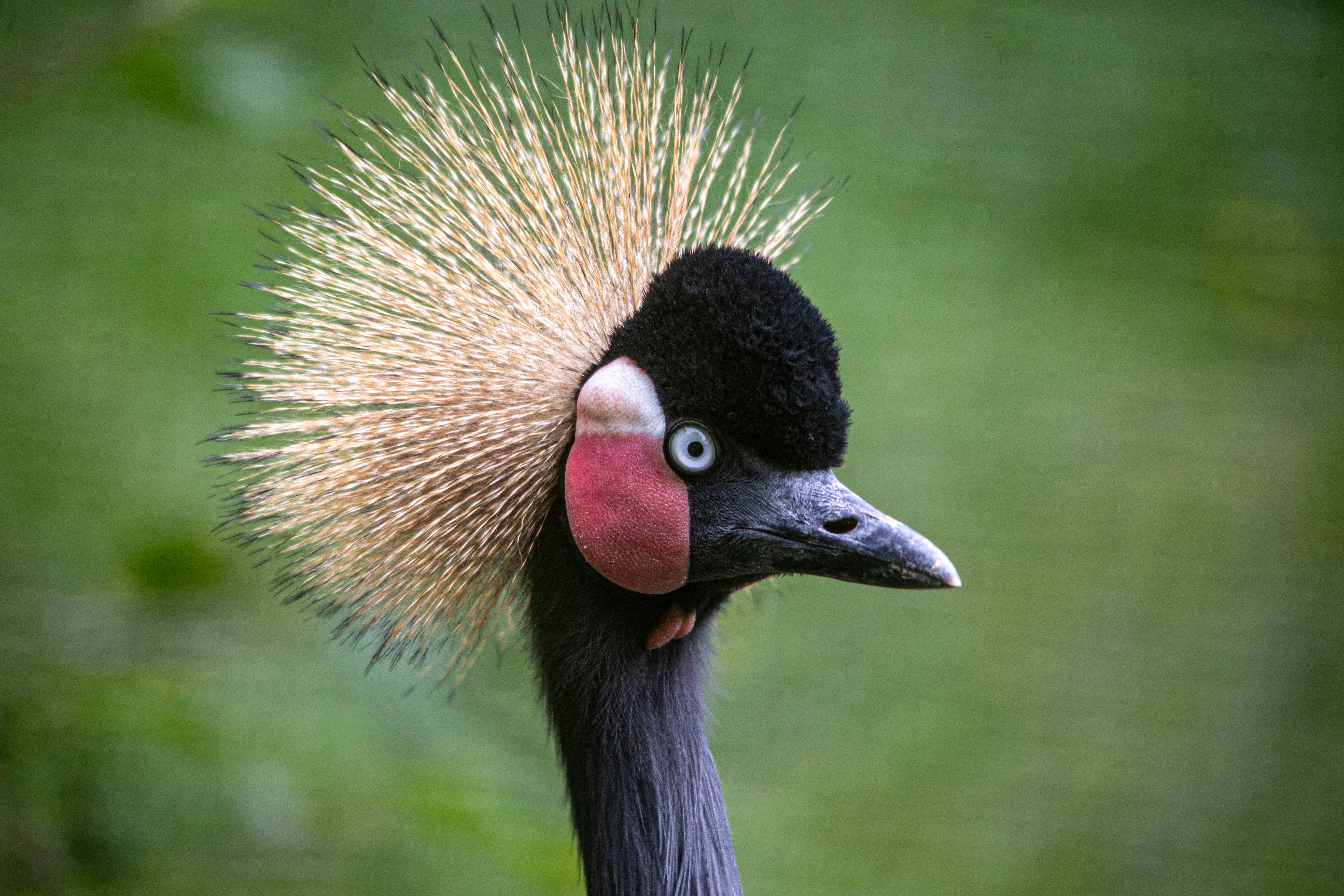 Newquay Zoo-4.jpg