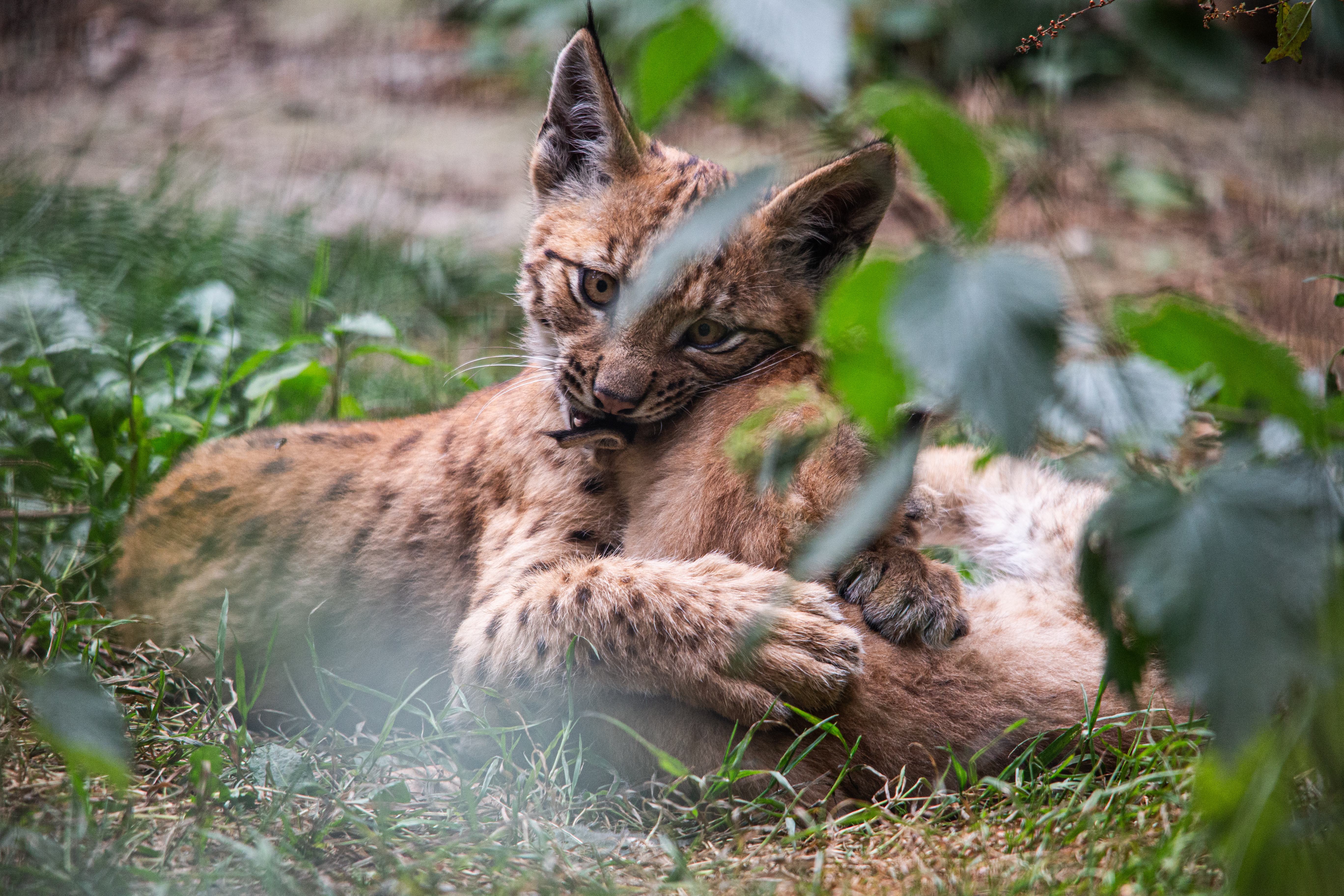 Newquay Zoo-7.jpg