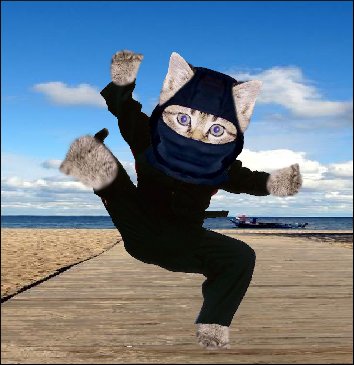 ninja%20cat.jpg